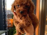 Minyatür Ve Toy Seçenekli Poodle Bebişler