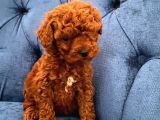 Ev Ortamında Büyüyen Poodle Bebekler