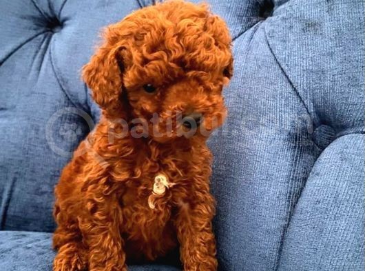 Ev Ortamında Büyüyen Poodle Bebekler