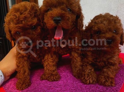 Ev Doğumlu Poodle Yavrularımız görsel