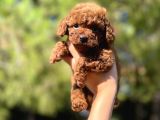 Red Mi̇ni̇ Toy Poodle Yavrular
