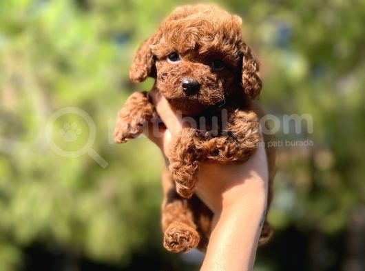 Red Mi̇ni̇ Toy Poodle Yavrular görsel