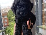Muhteşem Black Bebi̇şler