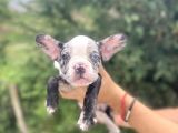 Di̇şi̇ Merle French Bulldog Yavrumuz