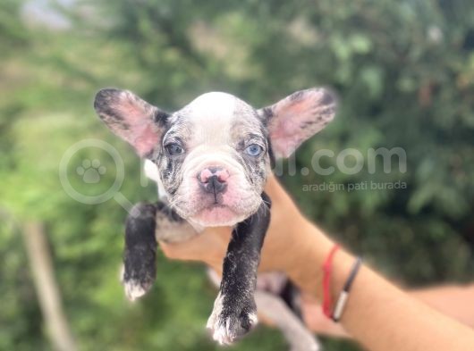 Di̇şi̇ Merle French Bulldog Yavrumuz görsel