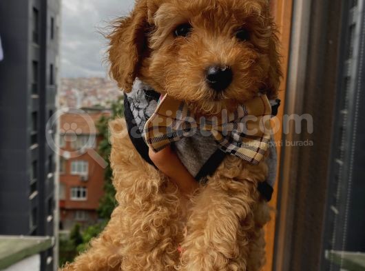 Safkan Ve Korekan Poodle Yavrular görsel