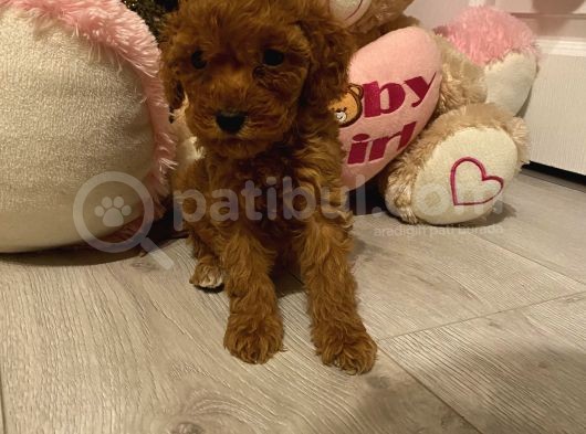 Ev Ortamında Büyüyen Poodle Bebekler görsel