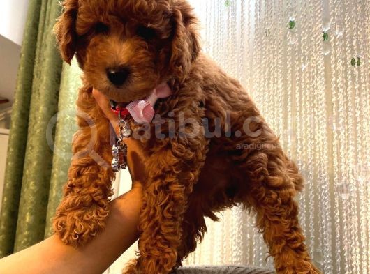 Safkan Ve Korekan Poodle Yavrular görsel