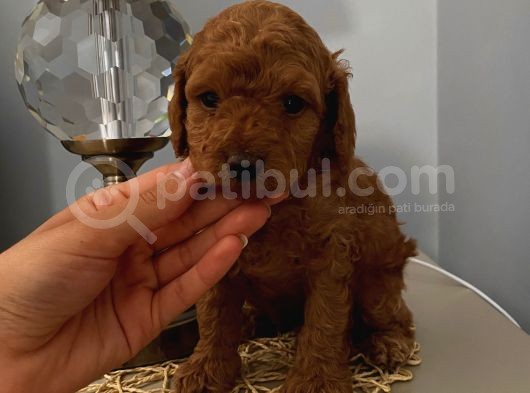 Ev Doğumlu Poodle Yavrularımız