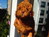 Ev Doğumlu Poodle Yavrularımız