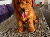Ev Doğumlu Poodle Yavrularımız