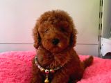 Safkan Toy Poodle Yavrularımız