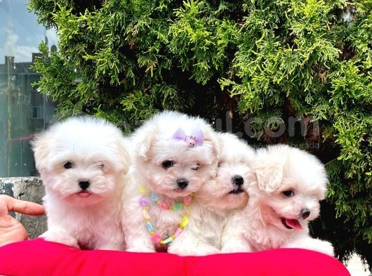 Sevimli Mini Boy Maltese Yavrular görsel