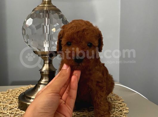 Karamelll Toypoodle’ın Bebişleri görsel