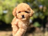 Di̇şi̇ Mi̇ni̇ Toy Poodle Bebeği̇mi̇z