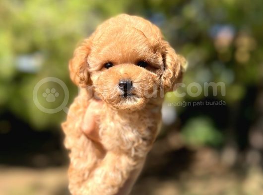 Di̇şi̇ Mi̇ni̇ Toy Poodle Bebeği̇mi̇z