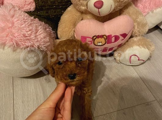 Peluş Oyuncak Gi̇bi̇ Toypoodle Bebekler görsel