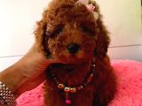 Safkan Toy Poodle Yavrularımız