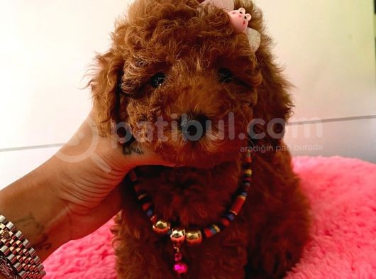 Safkan Toy Poodle Yavrularımız görsel