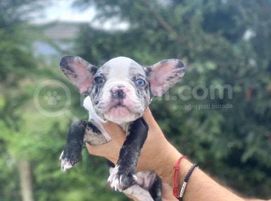 Di̇şi̇ Merle French Bulldog Yavrumuz