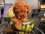 Minyatür Ve Toy Seçenekli Poodle Bebişler
