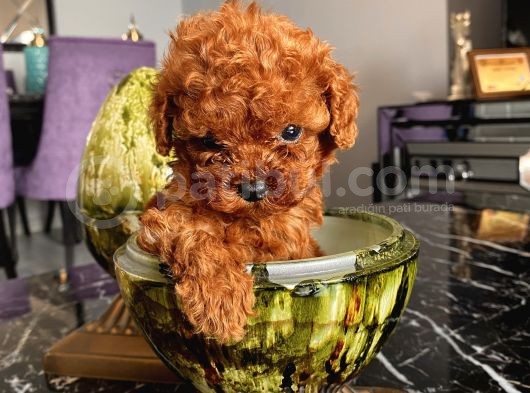 Minyatür Ve Toy Seçenekli Poodle Bebişler görsel