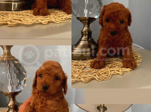 Karamel’in Bebi̇şleri̇i̇i̇ görsel