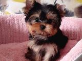 Vecihi Den Yorkshair Terrier Teacup Bebekler