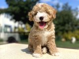 Özel Party Colour Poodle Bebeği̇mi̇z
