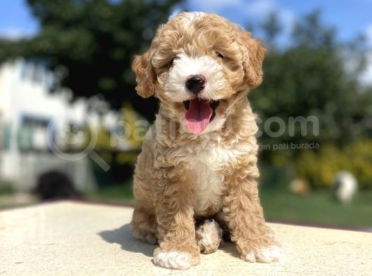 Özel Party Colour Poodle Bebeği̇mi̇z görsel