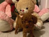 Peluş Oyuncak Gi̇bi̇ Toypoodle Bebekler
