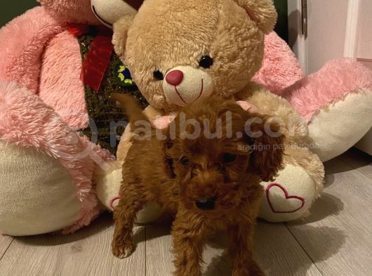 Peluş Oyuncak Gi̇bi̇ Toypoodle Bebekler görsel