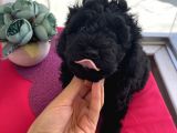 Ev Ortaminda Poodle Bebekler