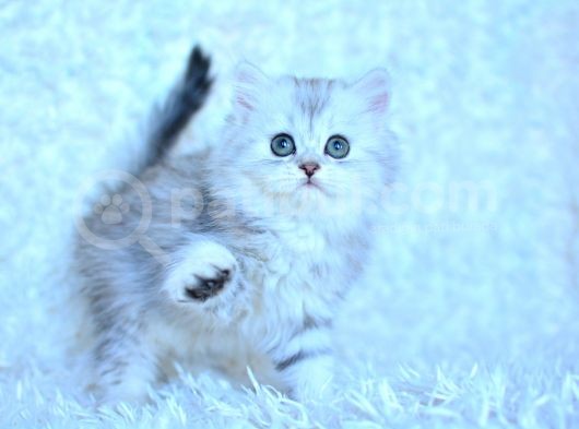 Show Kali̇te Si̇lver Ns11 Bri̇ti̇sh Longhai̇r görsel