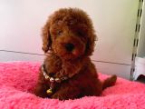 Safkan Toy Poodle Yavrularımız