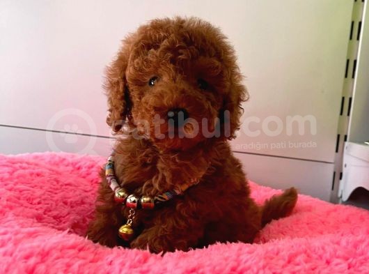 Safkan Toy Poodle Yavrularımız görsel