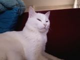 Bursa Gemli̇k Kayip Kedi̇