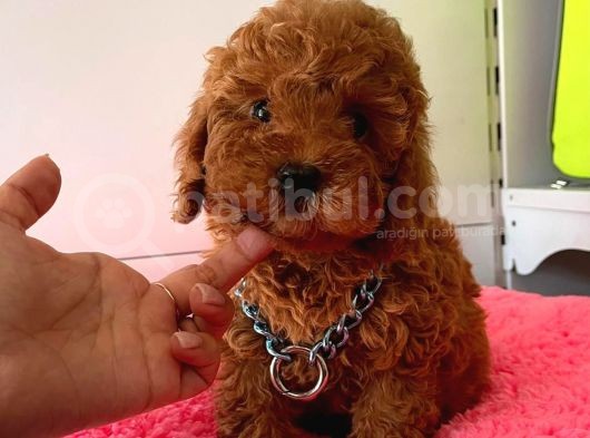 Safkan Toy Poodle Yavrularımız görsel