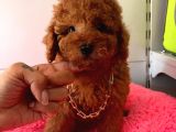 Safkan Toy Poodle Yavrularımız