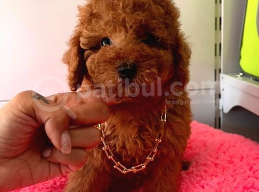 Safkan Toy Poodle Yavrularımız