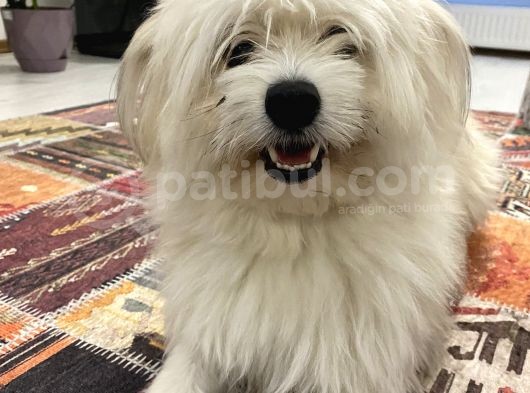 1 Yaşında Erkek Maltese görsel