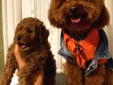 Ev Ortaminda Poodle Bebekler