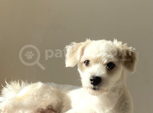 1 Yaşında Erkek Maltese