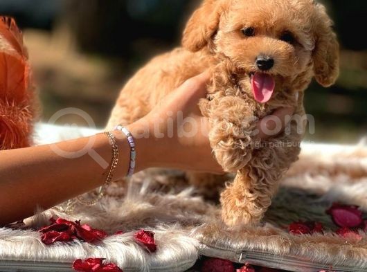 Di̇şi̇ Mi̇ni̇ Toy Poodle Bebekler görsel