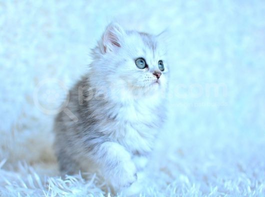 Show Kali̇te Si̇lver Ns11 Bri̇ti̇sh Longhai̇r görsel