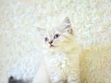 Show Güzelli̇kte Lynx Bri̇ti̇sh Longhai̇r