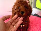 Safkan Toy Poodle Yavrularımız