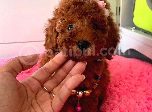 Safkan Toy Poodle Yavrularımız görsel