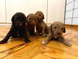 Orjinal Poodle Yavrularimiz