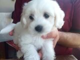 Harika Maltese Bebekler